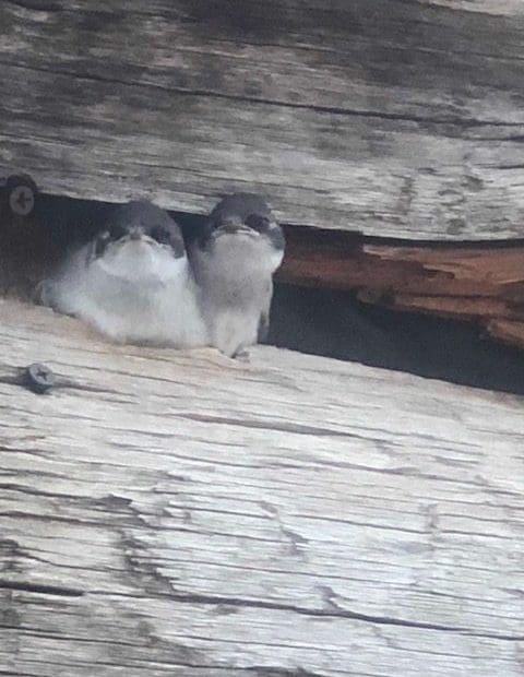 Birds peeking out of wood